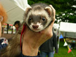 2008 Spring Frolic