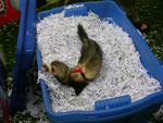 2008 Spring Frolic