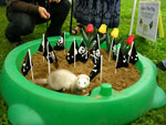 2008 Spring Frolic