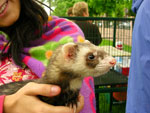 2008 Spring Frolic