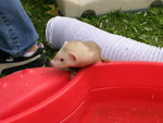 2008 Spring Frolic