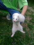 2009 Spring Frolic