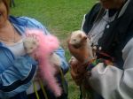 2009 Spring Frolic