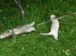2009 Spring Frolic