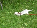 2009 Spring Frolic