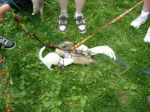2009 Spring Frolic