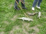 2009 Spring Frolic