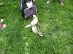 2009 Spring Frolic