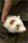 Abby in Scott's Pocket