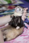 A forced pose