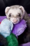 Am I cute?