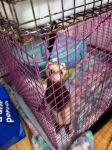 Salon des Animaux de Ferme-Neuve Mai 202