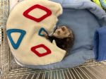 Salon des Animaux de Ferme-Neuve Mai 202