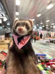 Salon des Animaux de Ferme-Neuve Mai 202