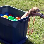Boîte de boules