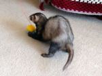 Buttercup