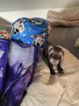 Noël en Juillet avec Kyo, Lily, Maya et 