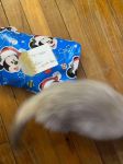 Noël en Juillet avec Kyo, Lily, Maya et 