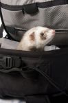 Coquette in a bag