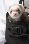 Coquette says, 'who me?'