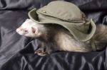 Coquette wears a hat
