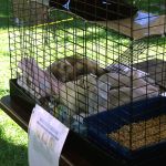 Cricket et Jingles