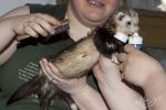 Definately no hairballs for this furkid!