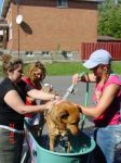 Dog Wash 2007