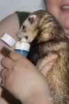 Excited about ferret lax!