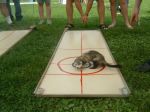 Curling de furets