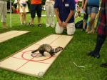 Curling de furets