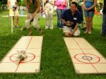Curling de furets