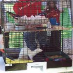 Cage d'accueil