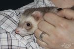 Horatio