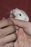 It does taste good...