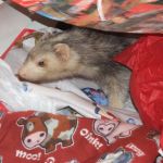 Lancelot - Giving Tree Gifts