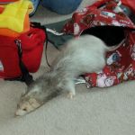 Lancelot - Giving Tree Gifts