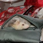 Lancelot - Giving Tree Gifts