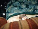 Moog and Margaret taking a nap