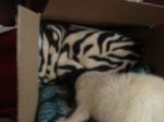Moog checking his Giving Tree box