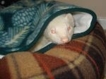 Moog in sleep sack