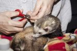Nail clipping made easy