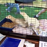Pixie et Cricket
