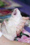 Say  'ahhhhhh'