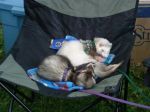 Furets qui s'endorment