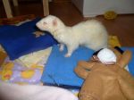Slinky