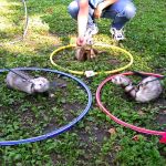 Gagnants de la course aux tubes