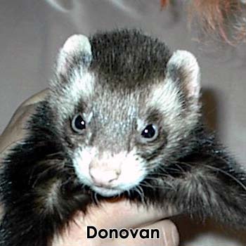Donovan