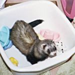 Ferret Rescue