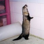 Ferret Rescue